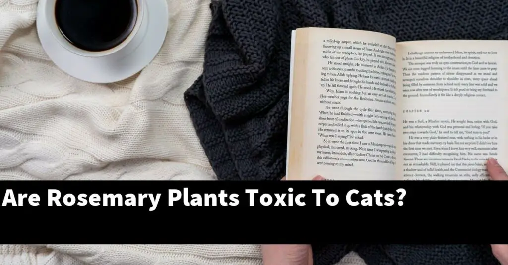 Are Rosemary Plants Toxic To Cats? Outdoor Herb Garden