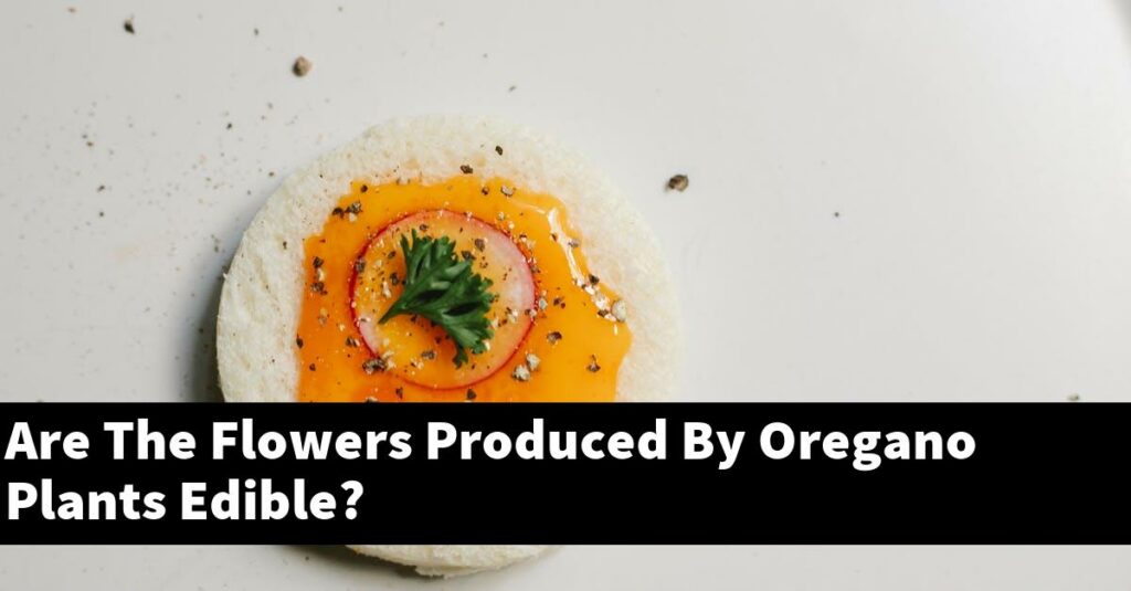 Are The Flowers Produced By Oregano Plants Edible? Outdoor Herb Garden