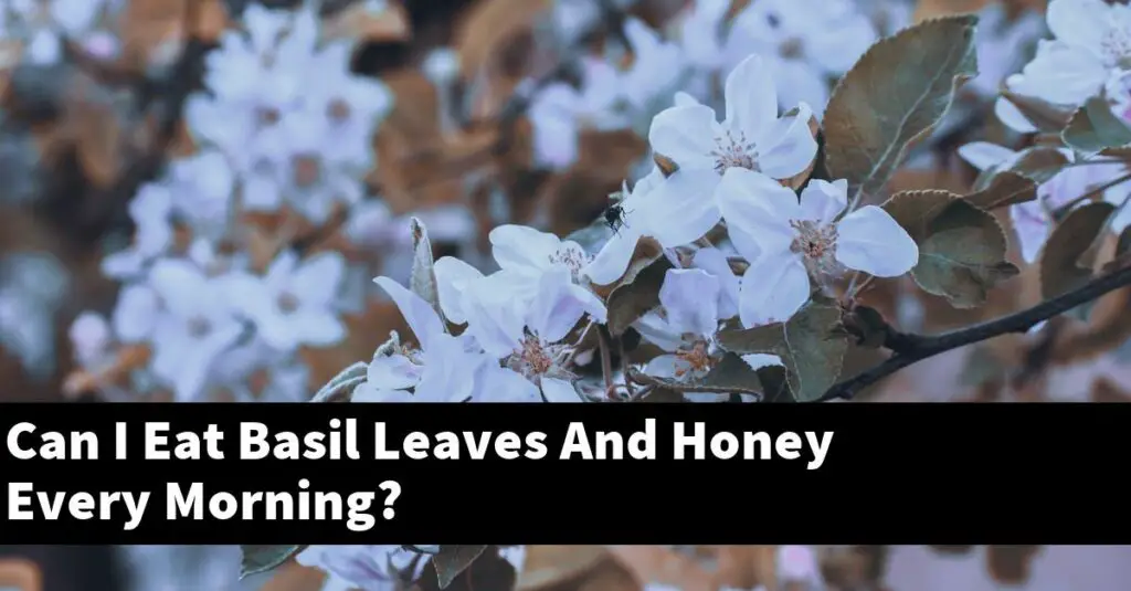 Can I Eat Basil Leaves And Honey Every Morning? Outdoor Herb Garden