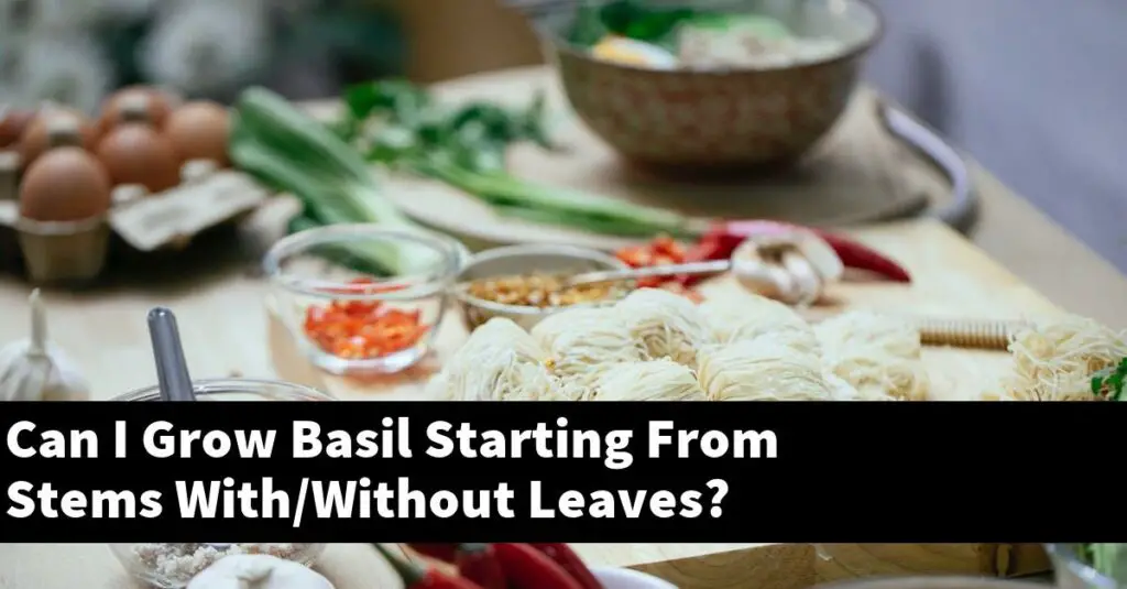 Can I Grow Basil Starting From Stems With/Without Leaves? Outdoor