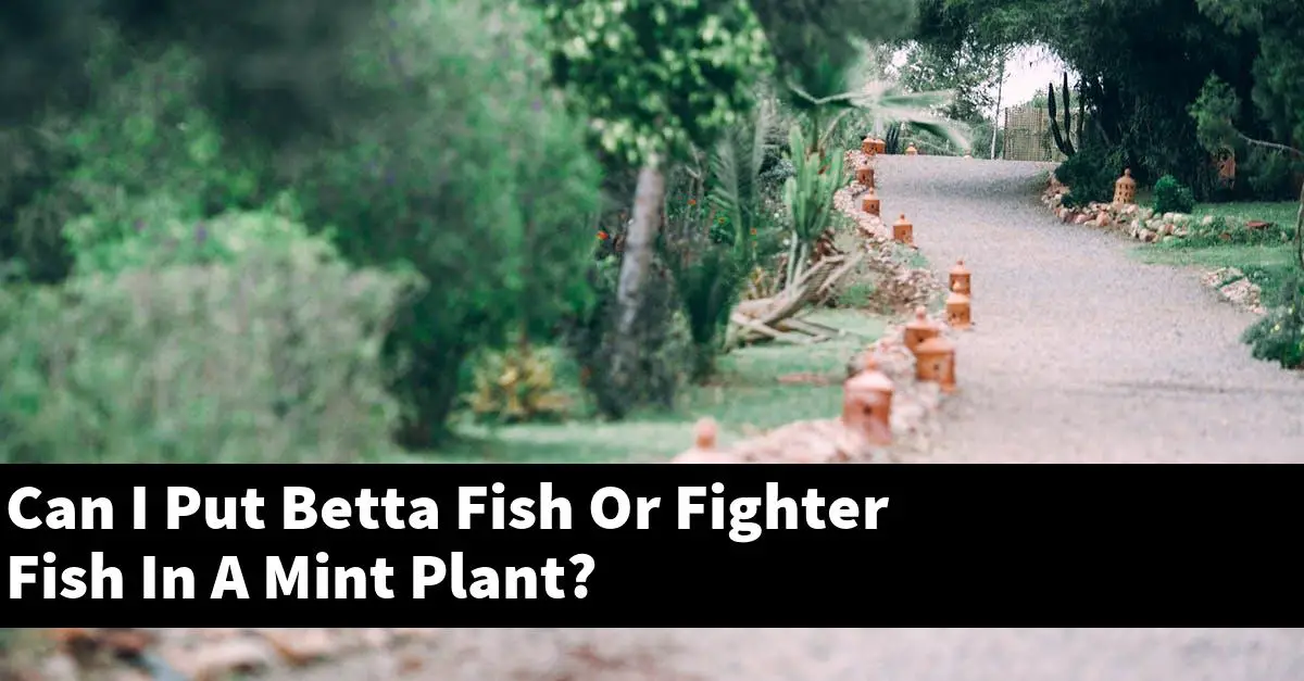 Can I Put Betta Fish Or Fighter Fish In A Mint Plant?