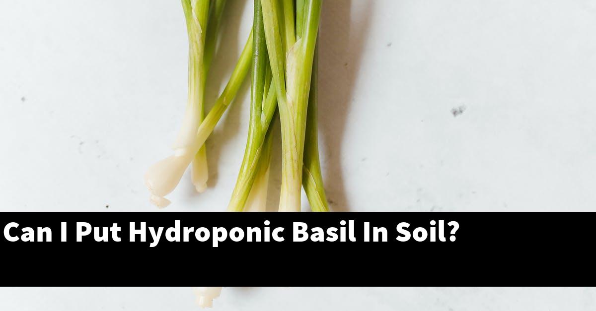 Can I Put Hydroponic Basil In Soil?