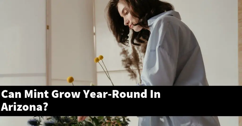 Can Mint Grow YearRound In Arizona? Outdoor Herb Garden