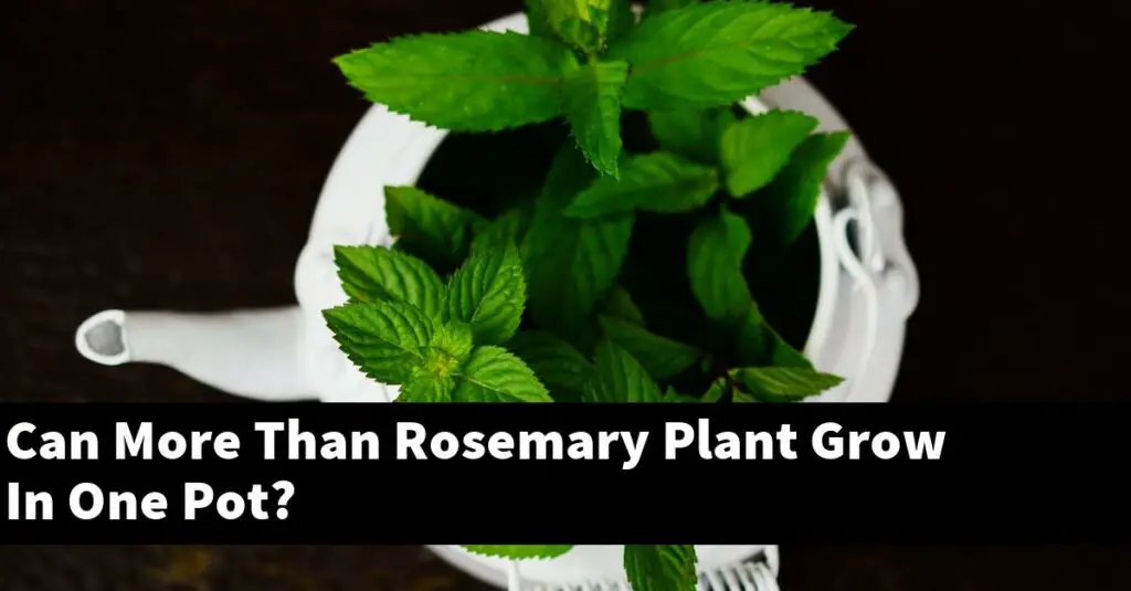 Can More Than Rosemary Plant Grow In One Pot? Outdoor Herb Garden