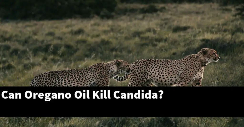 Can Oregano Oil Kill Candida? Outdoor Herb Garden