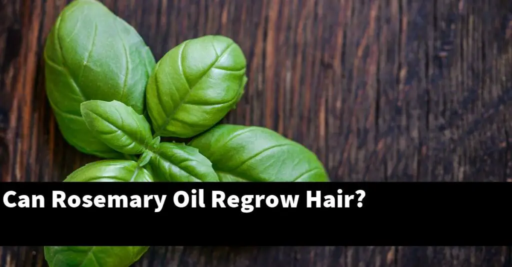 Can Rosemary Oil Regrow Hair? Outdoor Herb Garden