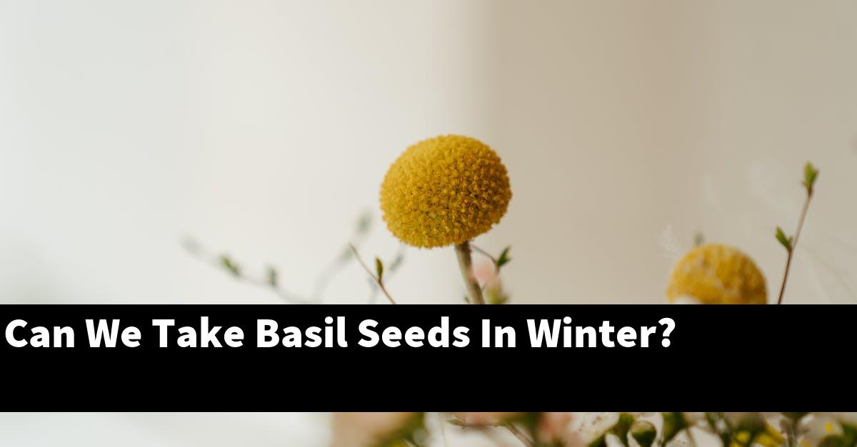 Can We Take Basil Seeds In Winter?