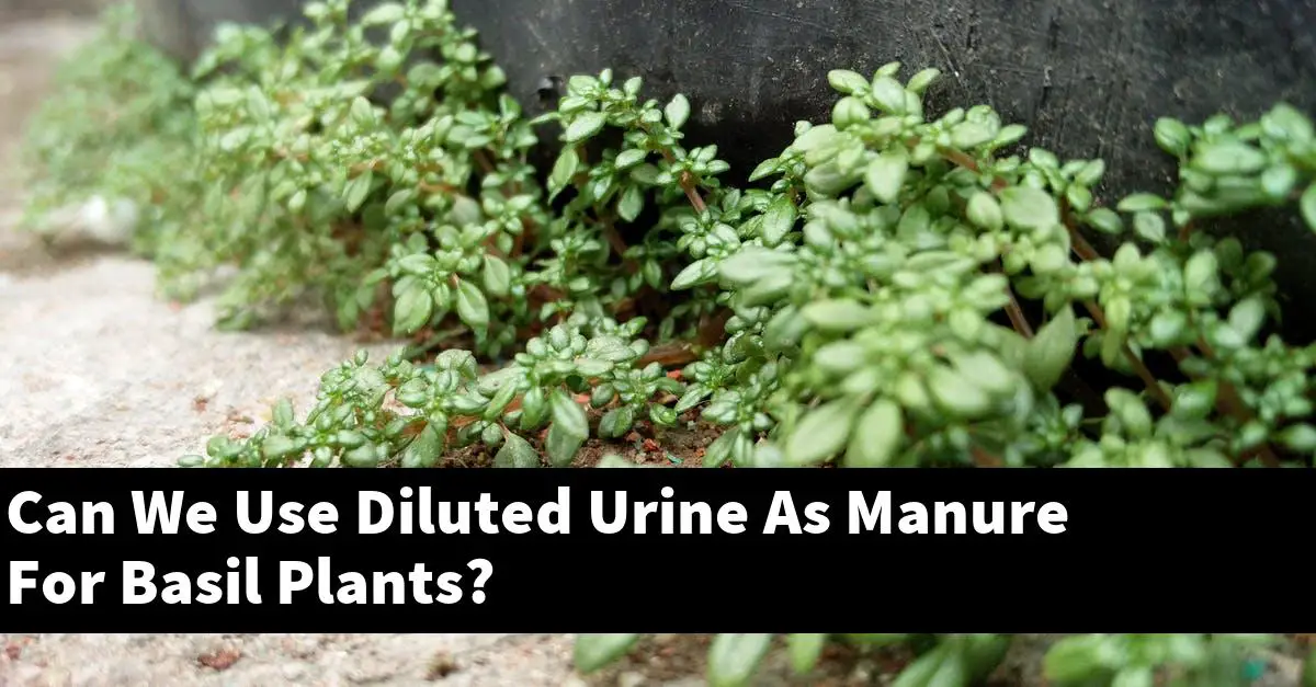 Can We Use Diluted Urine As Manure For Basil Plants?