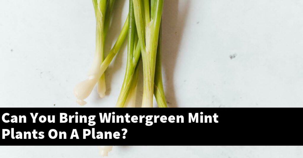 can-you-bring-wintergreen-mint-plants-on-a-plane-outdoor-herb-garden