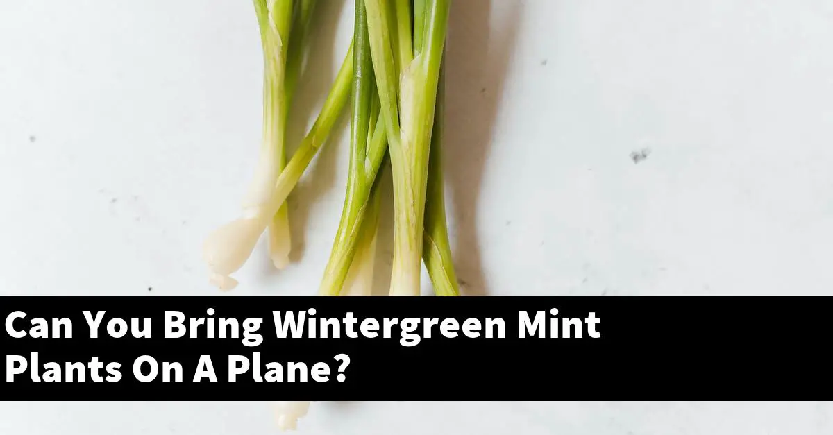 Can You Bring Wintergreen Mint Plants On A Plane?