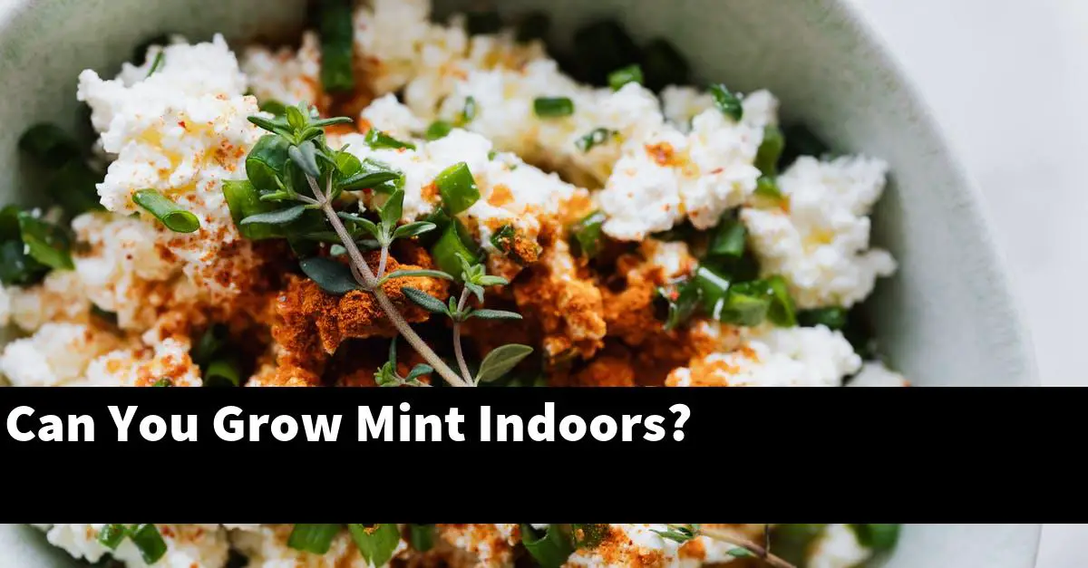 Can You Grow Mint Indoors?