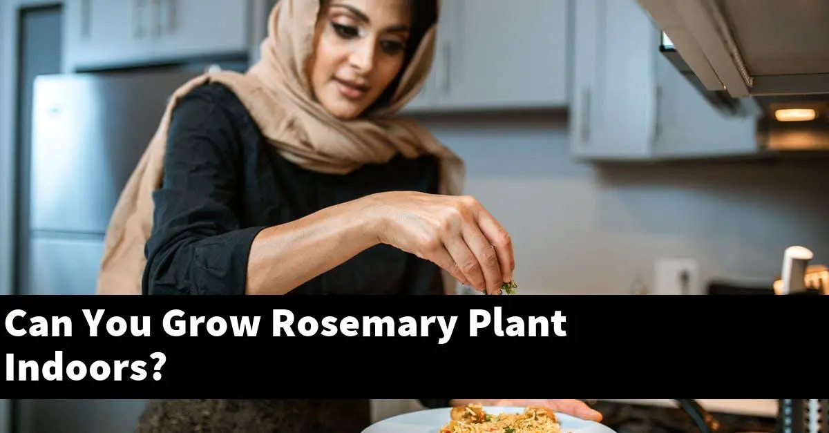 Can You Grow Rosemary Plant Indoors?