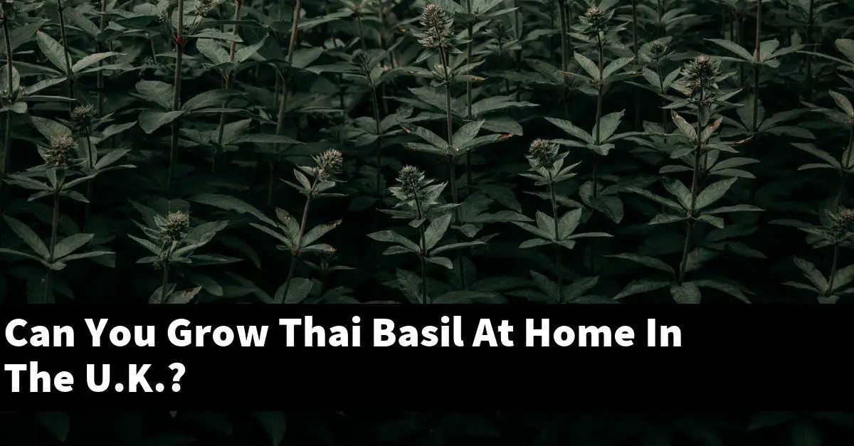 Can You Grow Thai Basil At Home In The U.K.?