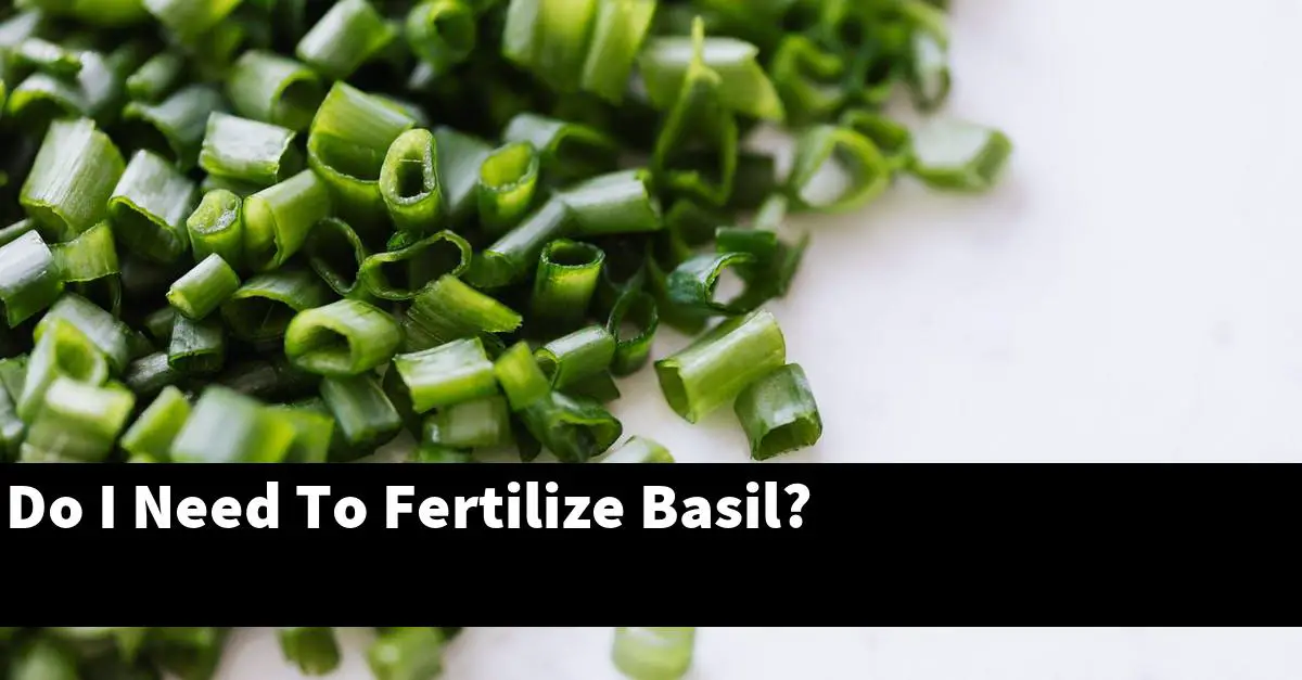 Do I Need To Fertilize Basil?