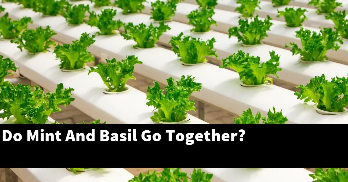 Do Mint And Basil Go Together?