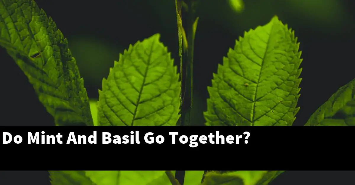 Do Mint And Basil Go Together?