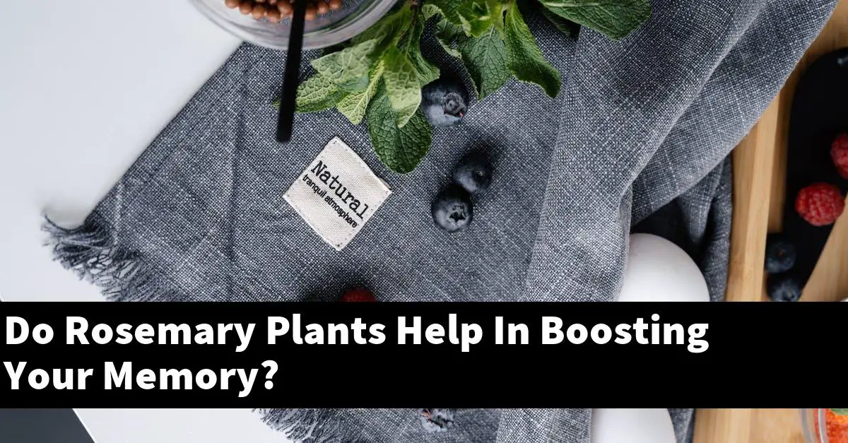 Do Rosemary Plants Help In Boosting Your Memory?