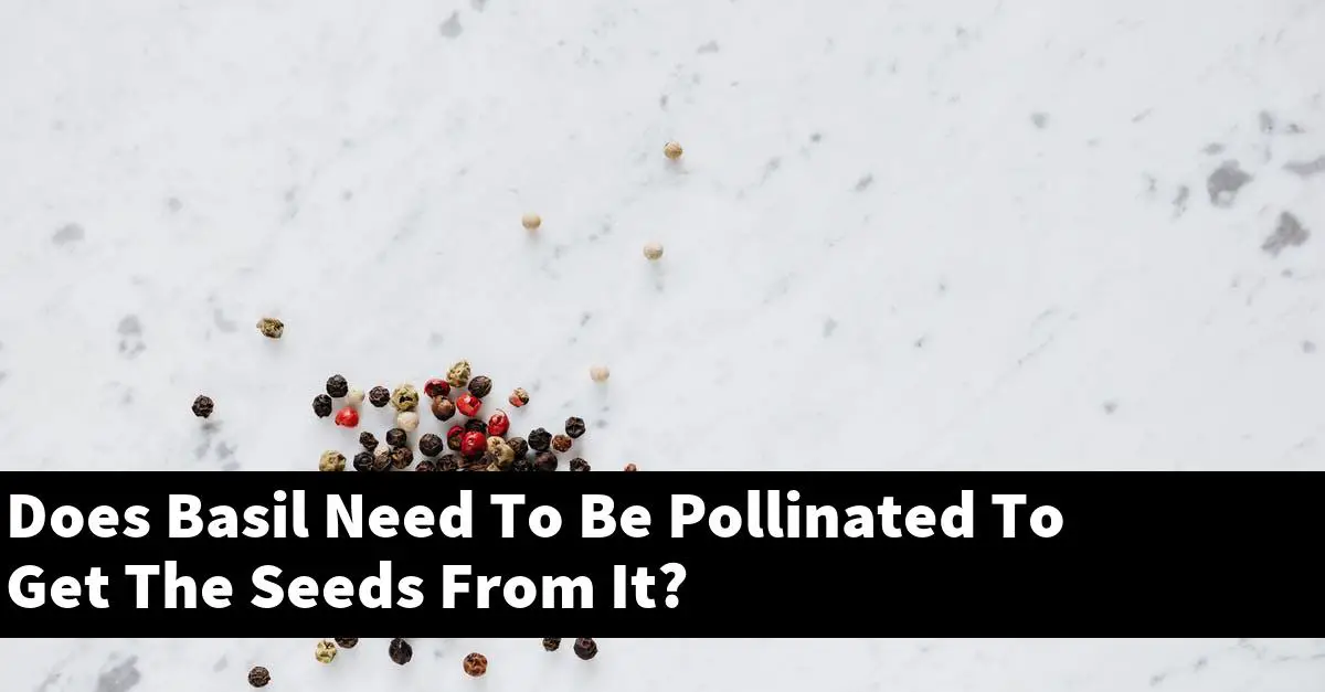 Does Basil Need To Be Pollinated To Get The Seeds From It?