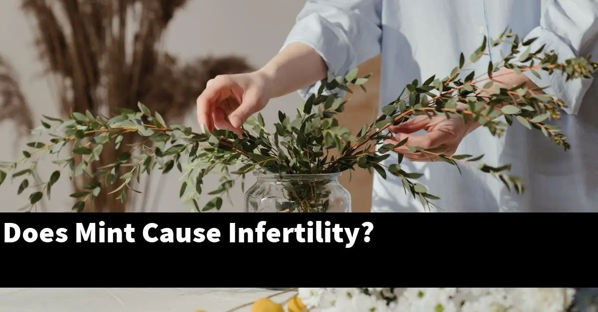 Does Mint Cause Infertility?