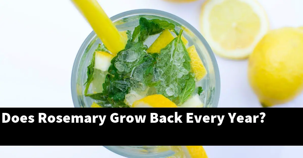 Does Rosemary Grow Back Every Year?