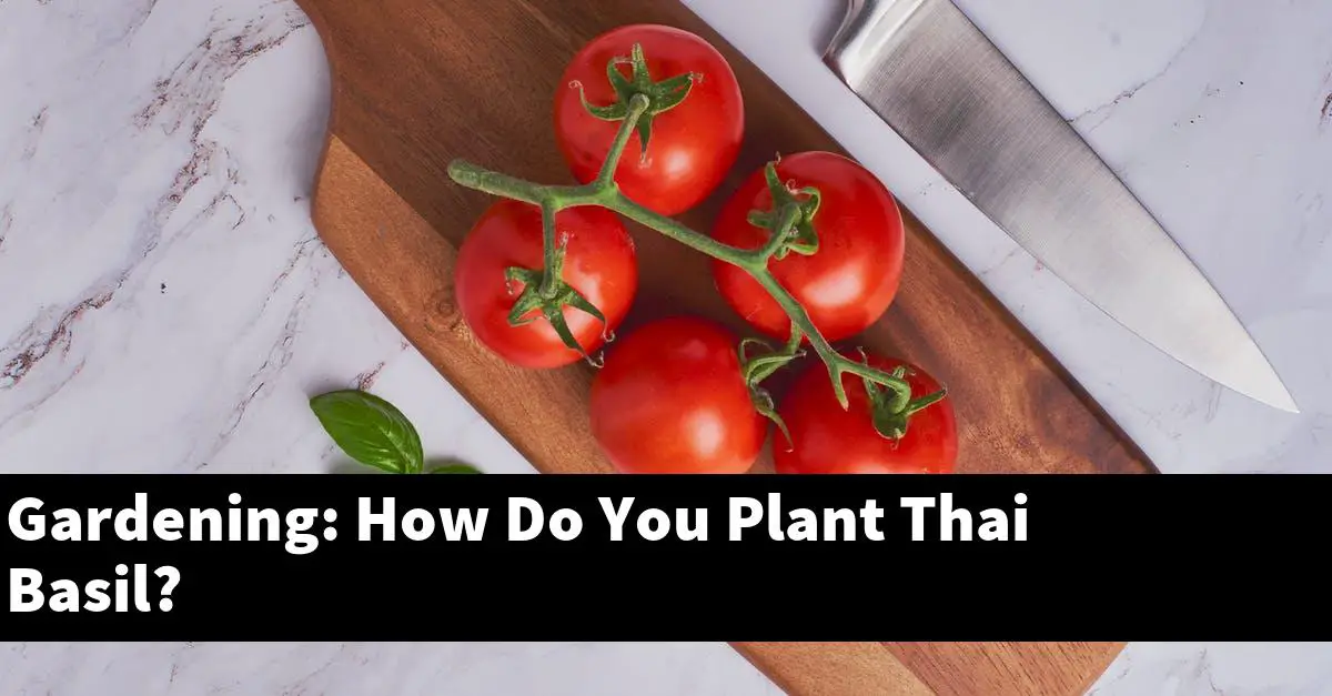 Gardening: How Do You Plant Thai Basil?
