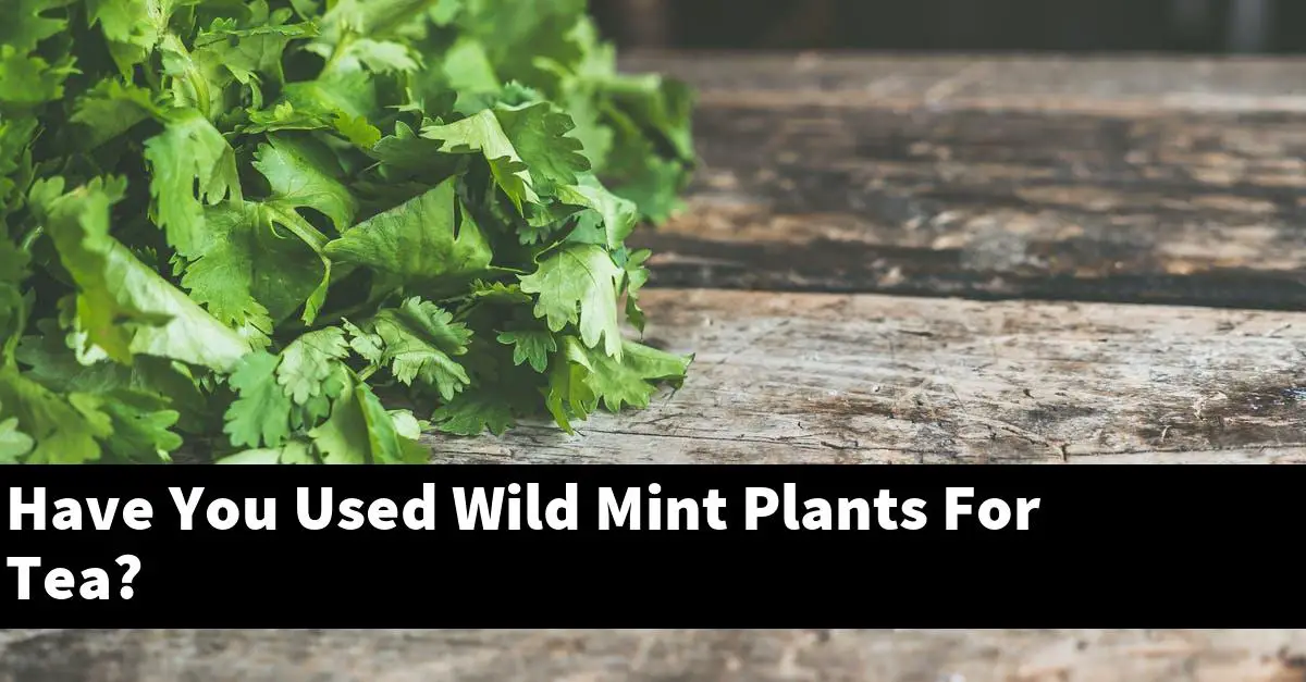 Have You Used Wild Mint Plants For Tea?