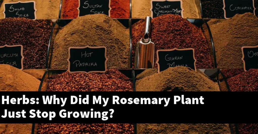 Herbs Why Did My Rosemary Plant Just Stop Growing? Outdoor Herb Garden