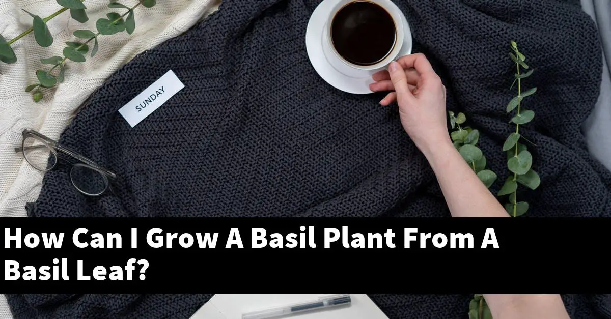 How Can I Grow A Basil Plant From A Basil Leaf?