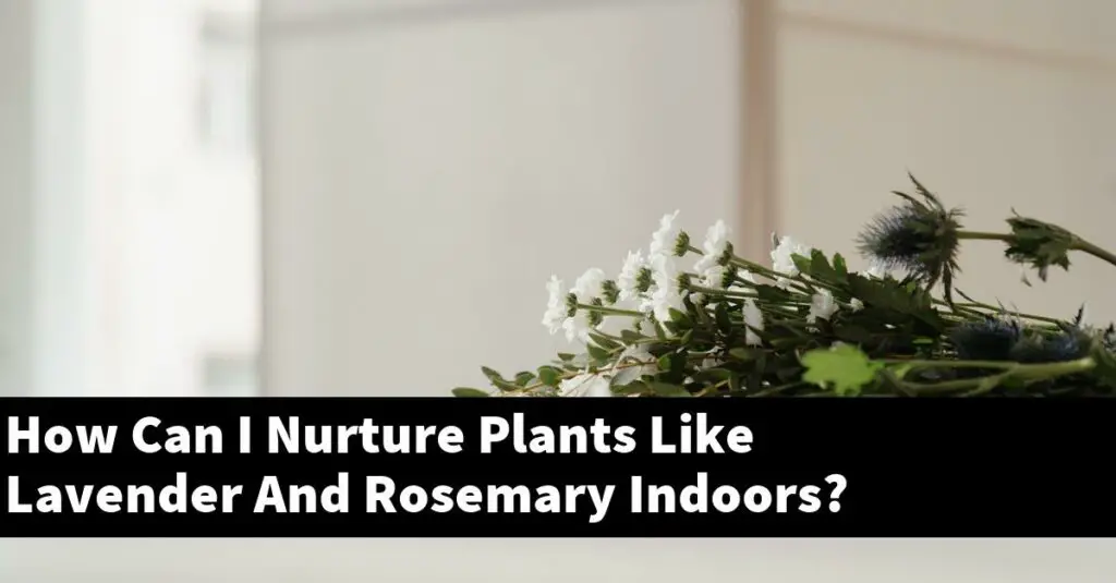 How Can I Nurture Plants Like Lavender And Rosemary Indoors? Outdoor
