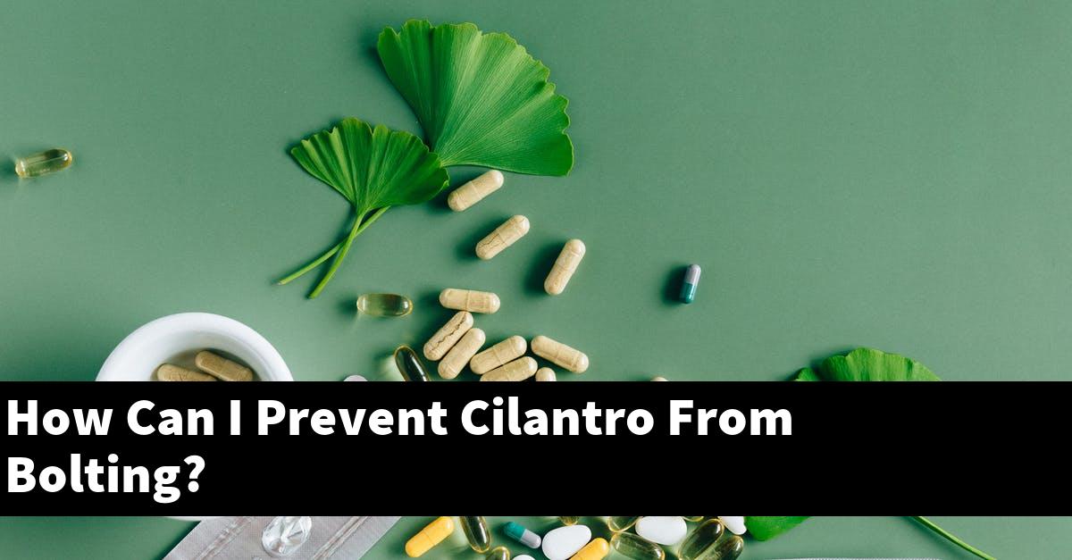How Can I Prevent Cilantro From Bolting?