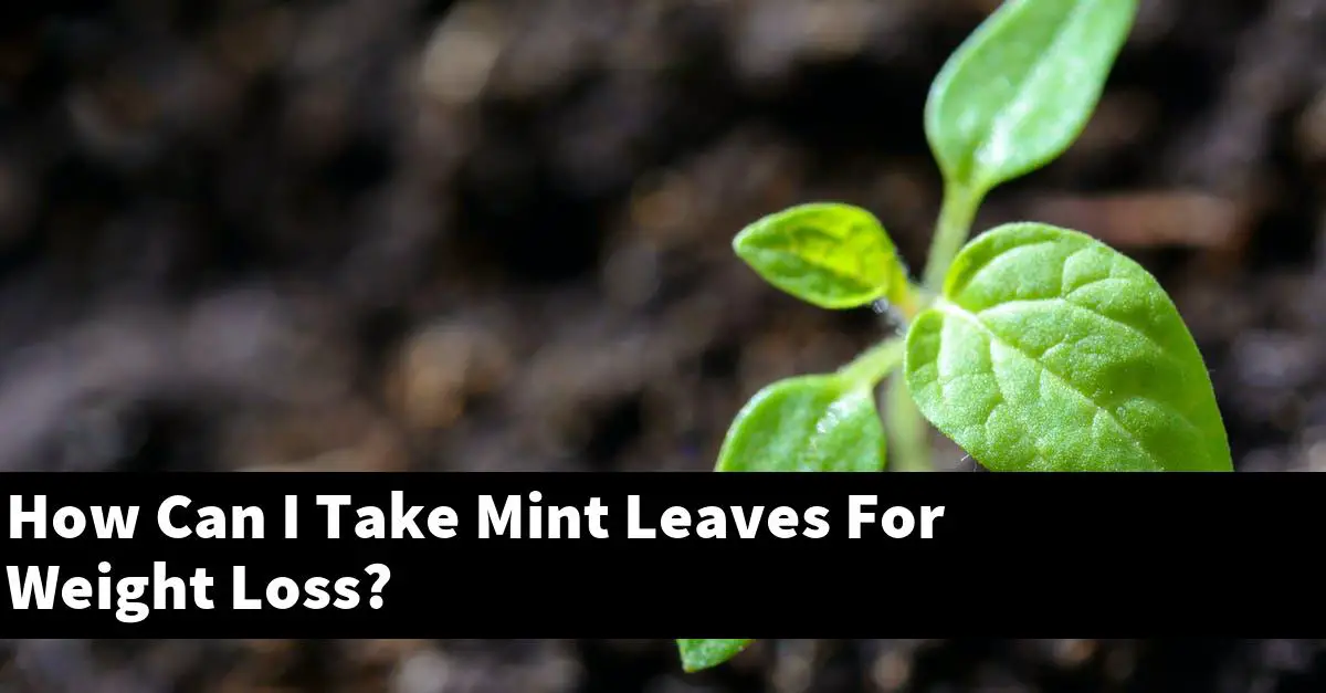 How Can I Take Mint Leaves For Weight Loss?