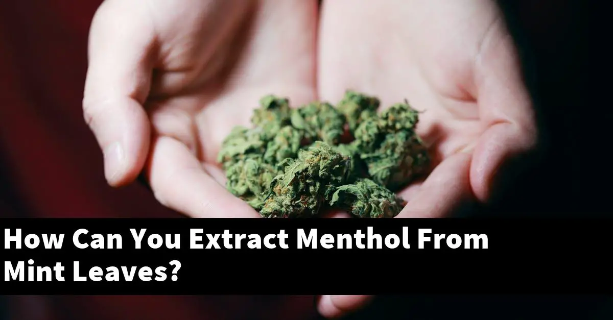 How Can You Extract Menthol From Mint Leaves?