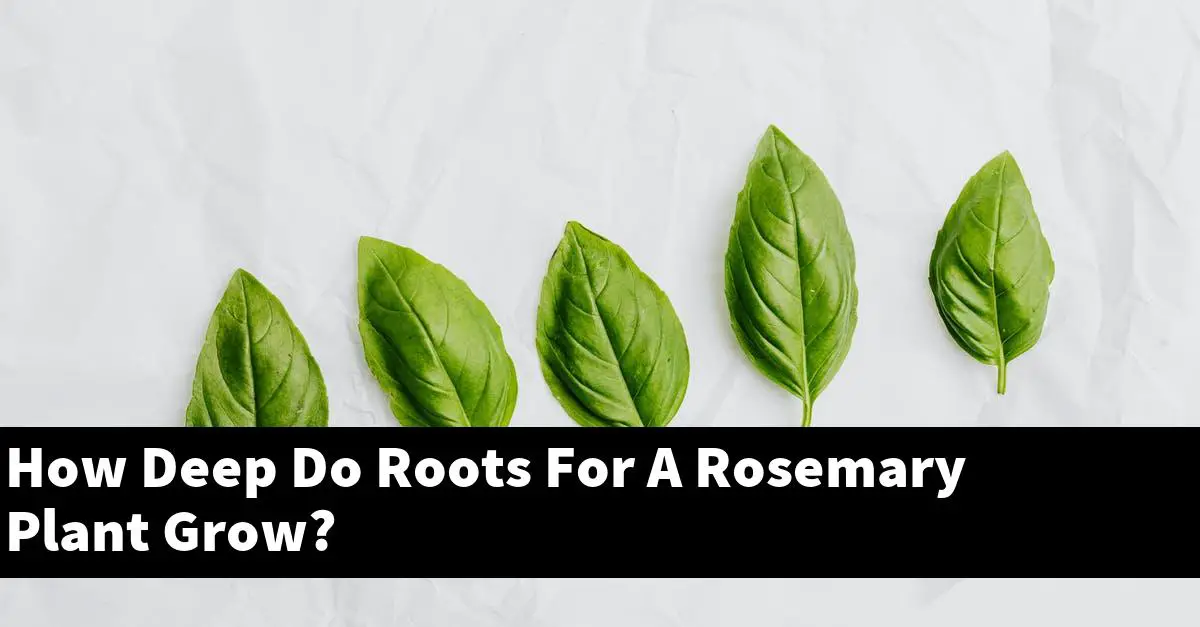 How Deep Do Roots For A Rosemary Plant Grow?