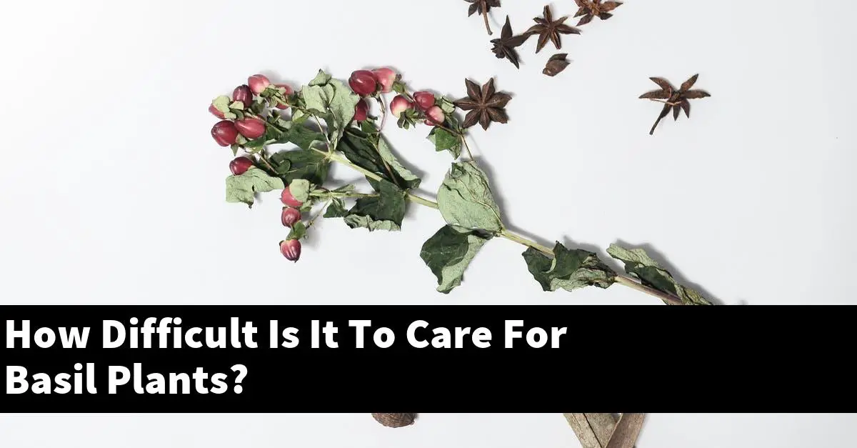 How Difficult Is It To Care For Basil Plants?