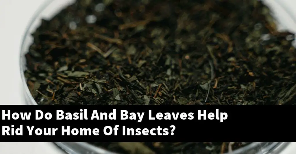 How Do Basil And Bay Leaves Help Rid Your Home Of Insects? Outdoor