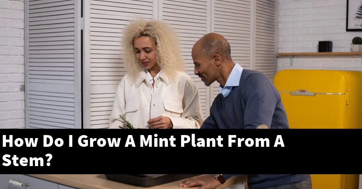 How Do I Grow A Mint Plant From A Stem?