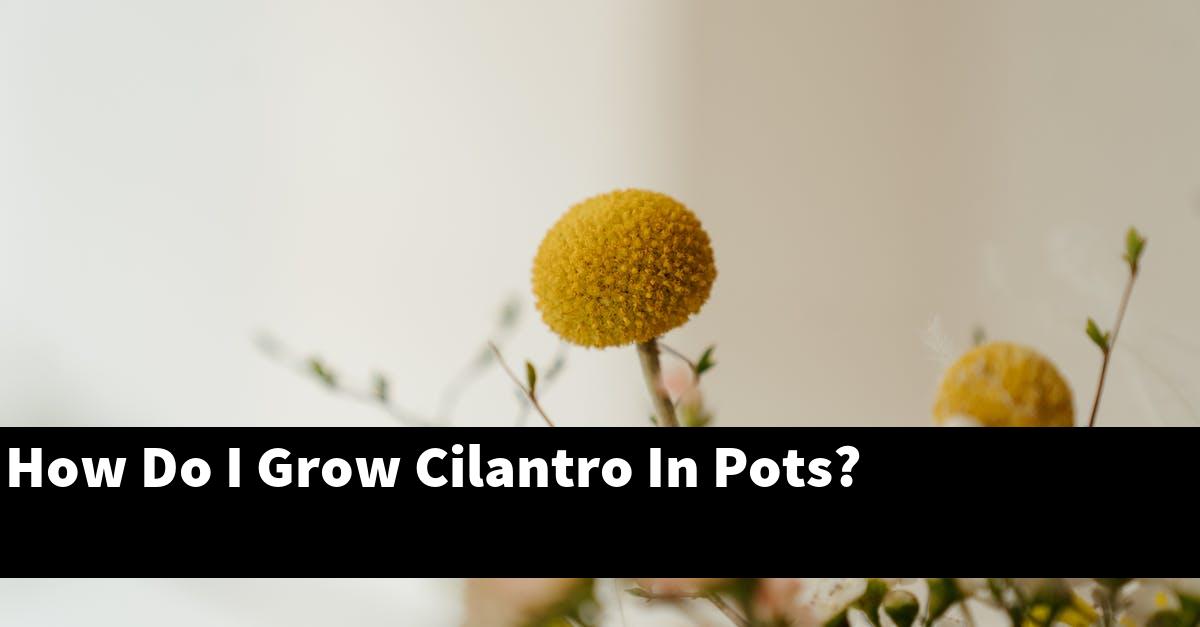 How Do I Grow Cilantro In Pots?