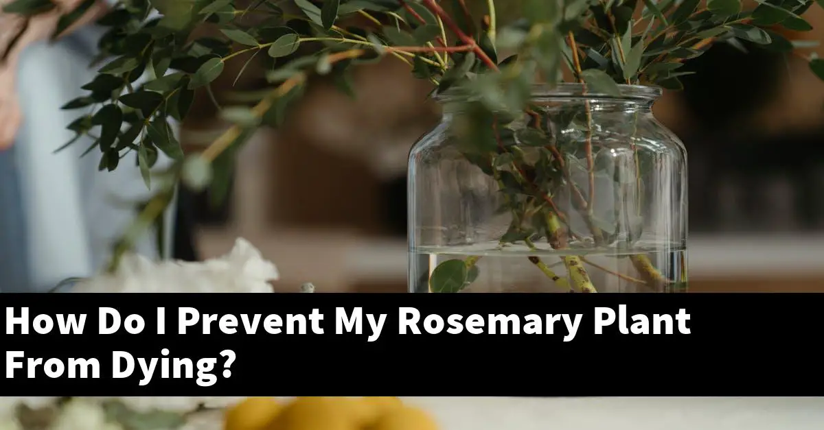 How Do I Prevent My Rosemary Plant From Dying?