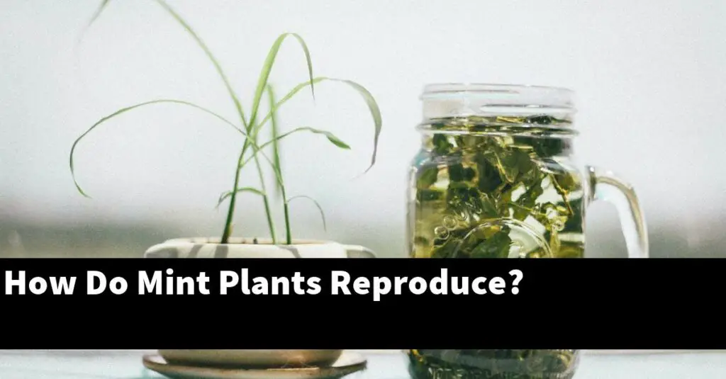 How Do Mint Plants Reproduce? Outdoor Herb Garden