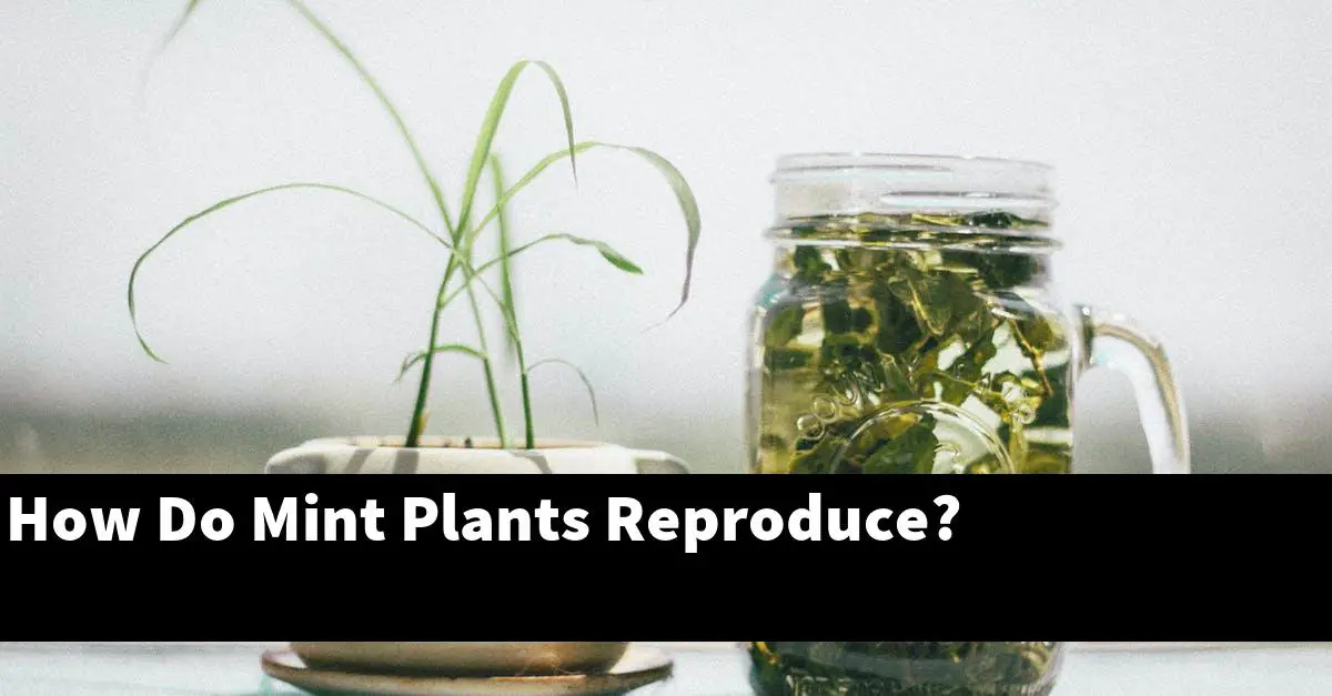 How Do Mint Plants Reproduce?