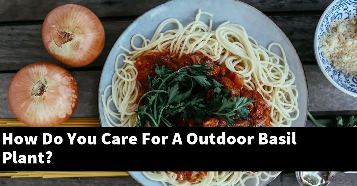 How Do You Care For A Outdoor Basil Plant?