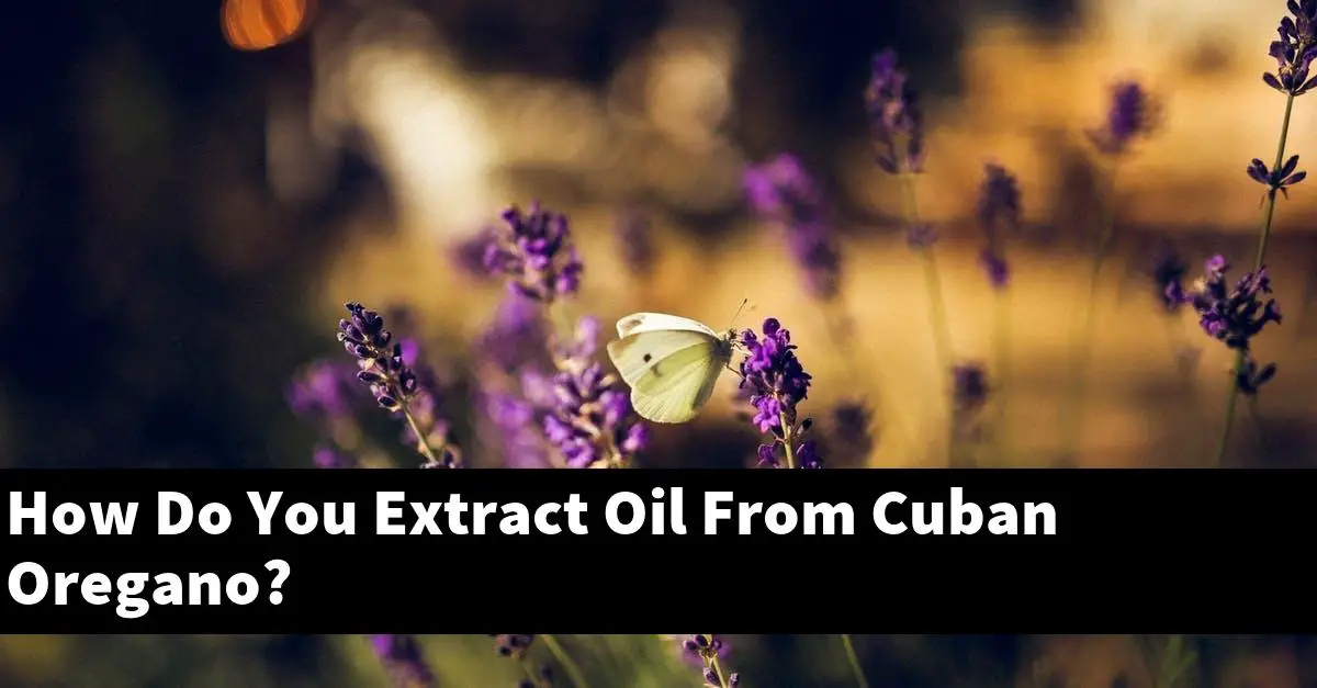 How Do You Extract Oil From Cuban Oregano?