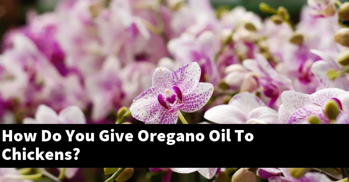 How Do You Give Oregano Oil To Chickens?