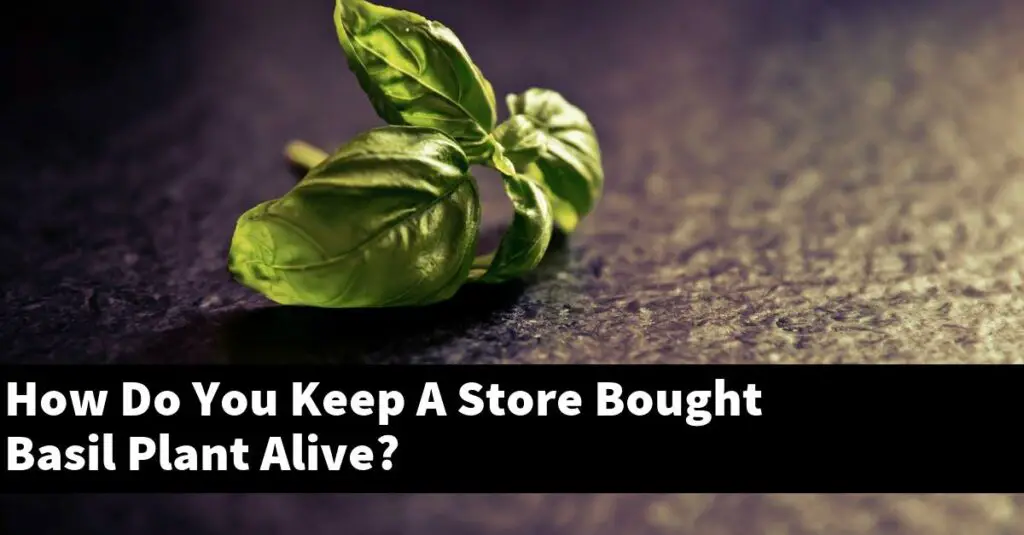 How Do You Keep A Store Bought Basil Plant Alive? Outdoor Herb Garden