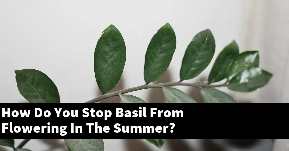 How Do You Stop Basil From Flowering In The Summer?