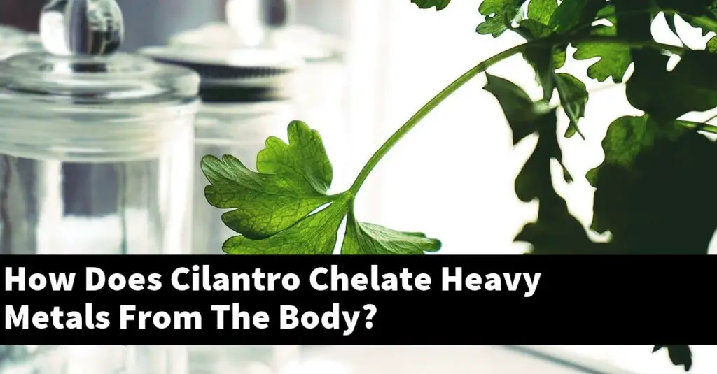 How Does Cilantro Chelate Heavy Metals From The Body? Outdoor Herb Garden
