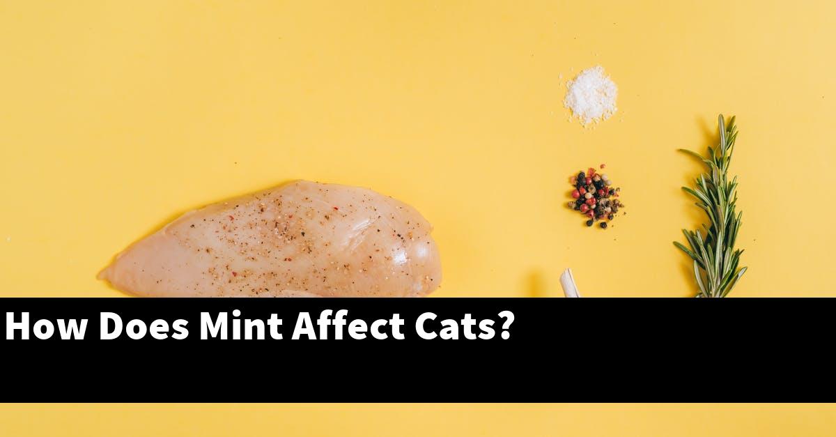 How Does Mint Affect Cats?