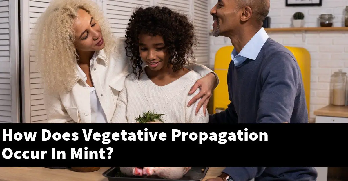 How Does Vegetative Propagation Occur In Mint?