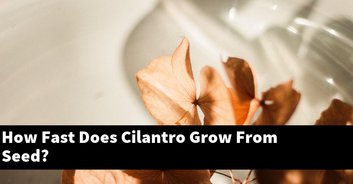 How Fast Does Cilantro Grow From Seed?
