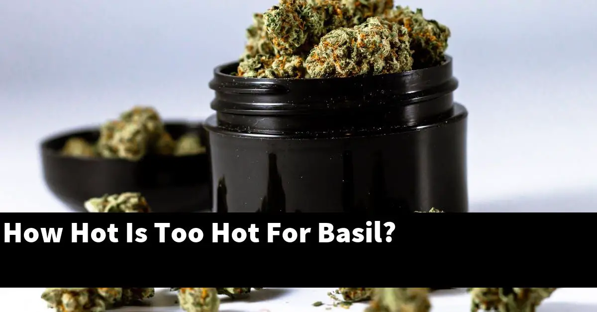 How Hot Is Too Hot For Basil?